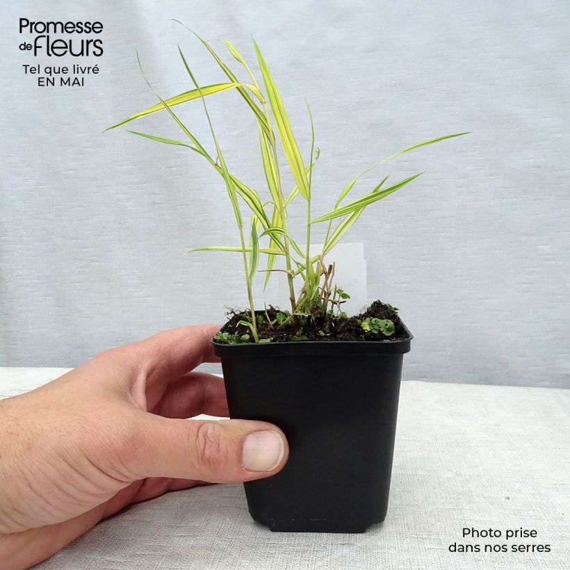 Exemplar von Hakonechloa macra Aureola - Japangras Kleine Töpfe von 7/8 cm wie im Frühjahr geliefert