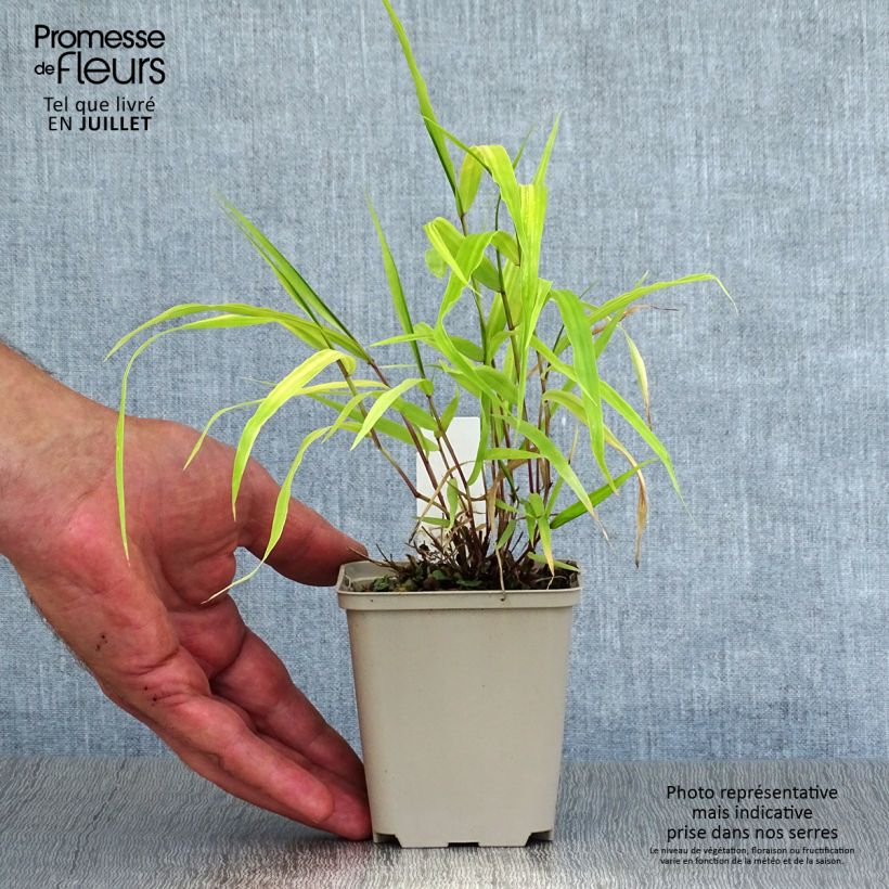 Exemplar von Hakonechloa macra Sunflare - Japangras Kleine Töpfe von 8/9 cm wie im Sommer geliefert