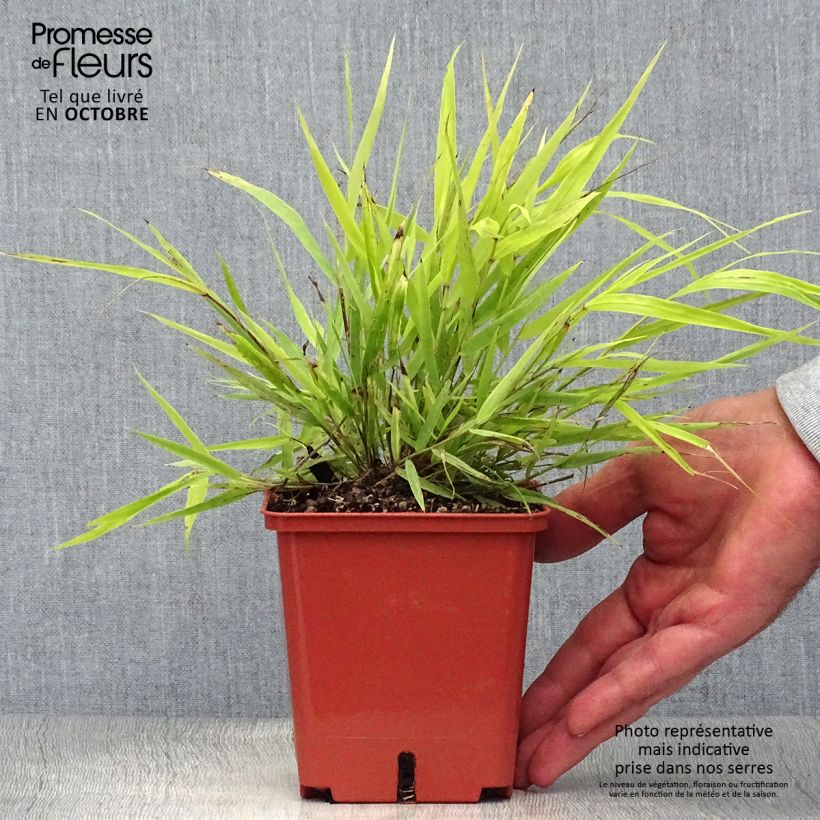 Exemplar von Hakonechloa macra Sunflare - Japangras Topf mit 1L/1,5L wie im Herbst geliefert