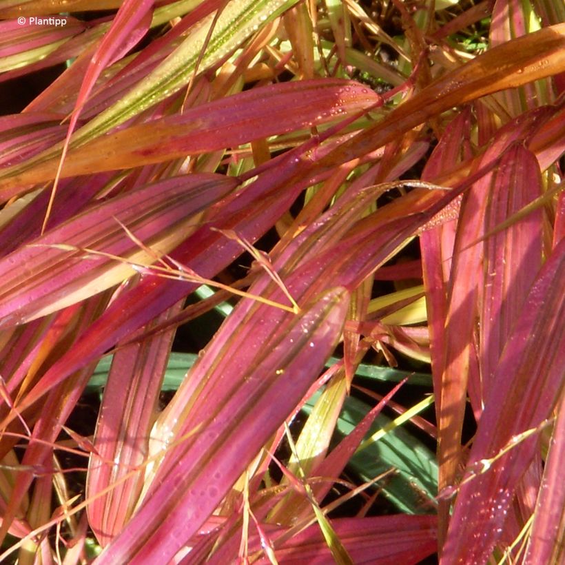 Hakonechloa macra Mulled Wine - Japangras (Laub)