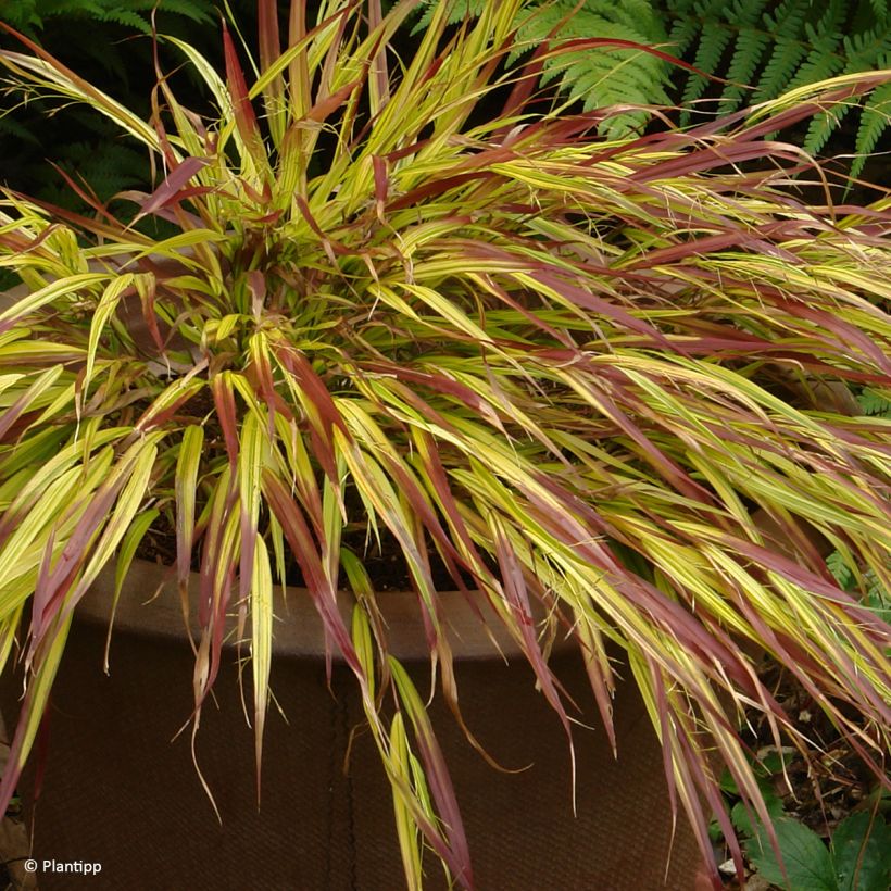 Hakonechloa macra Mulled Wine - Japangras (Hafen)