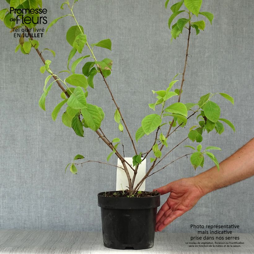 Exemplar von Halesia carolina - Maiglöckchenbaum Topf mit 2L/3L wie im Sommer geliefert
