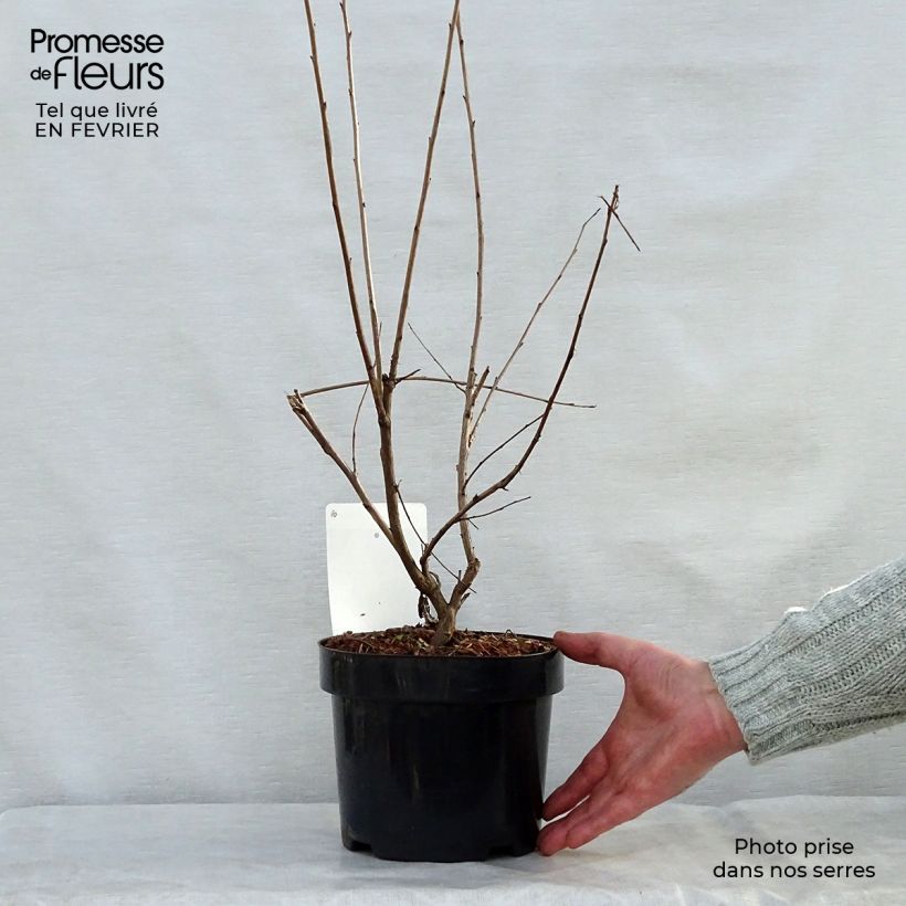 Exemplar von Halesia carolina - Maiglöckchenbaum Topf mit 2L/3L wie im Winter geliefert