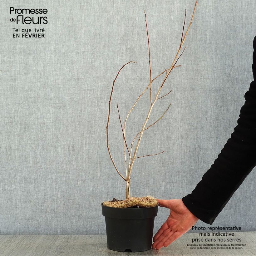 Exemplar von Halesia carolina U.Conn - Maiglöckchenbaum Topf mit 2L/3L wie im Winter geliefert