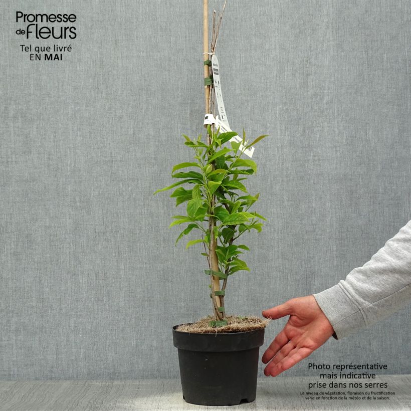 Exemplar von Halesia carolina U.Conn - Maiglöckchenbaum Topf mit 2L/3L wie im Frühjahr geliefert