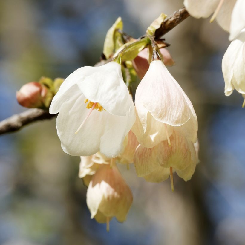 Halesia carolina U.Conn - Maiglöckchenbaum (Blüte)