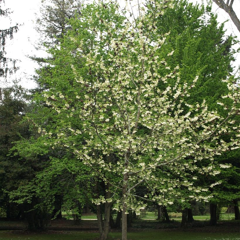Halesia carolina U.Conn - Maiglöckchenbaum (Hafen)