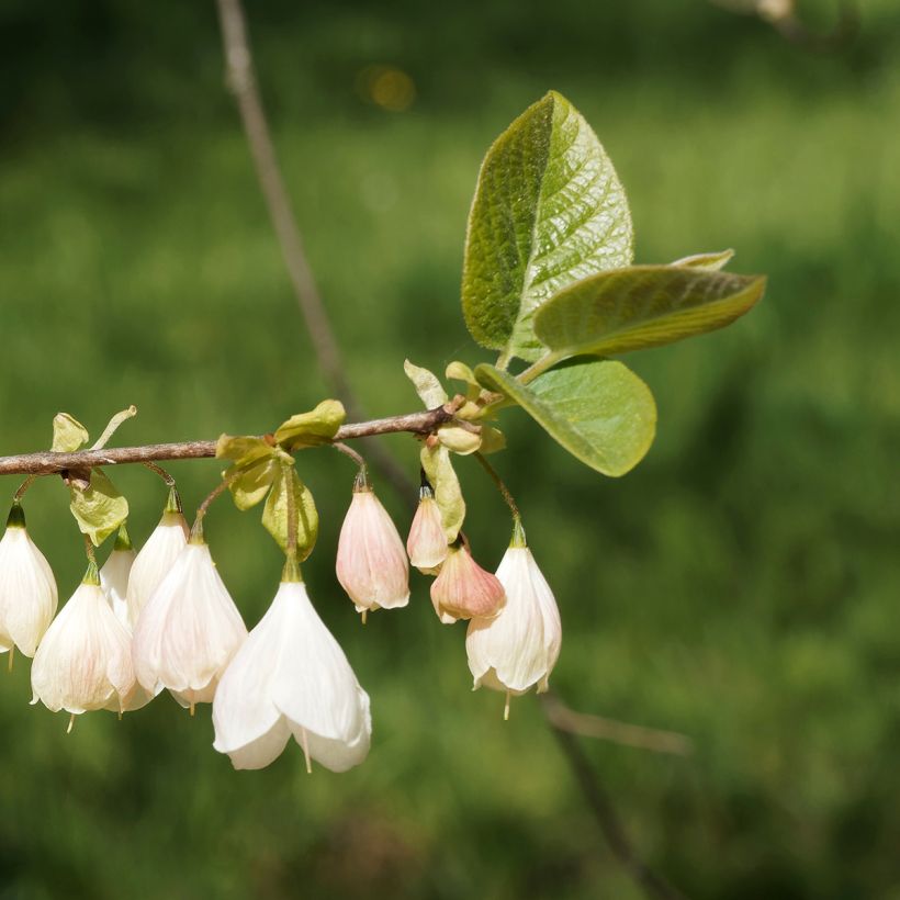 Halesia carolina var. monticola - Schneeglöckchenbaum (Blüte)