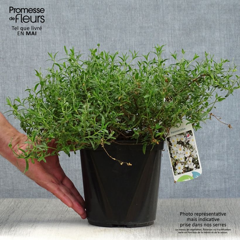 Exemplar von Halimiocistus sahucii - Hybrid-Zistrose Topf mit 4L/5L wie im Frühjahr geliefert