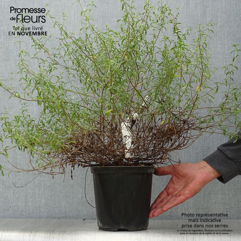 Exemplar von Halimiocistus sahucii - Hybrid-Zistrose Topf mit 4L/5L wie im Herbst geliefert