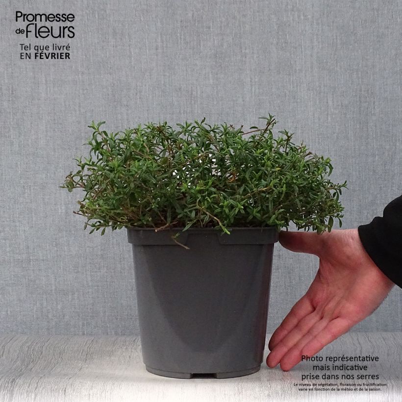 Exemplar von Halimiocistus sahucii - Hybrid-Zistrose Topf mit 4L/5L wie im Winter geliefert