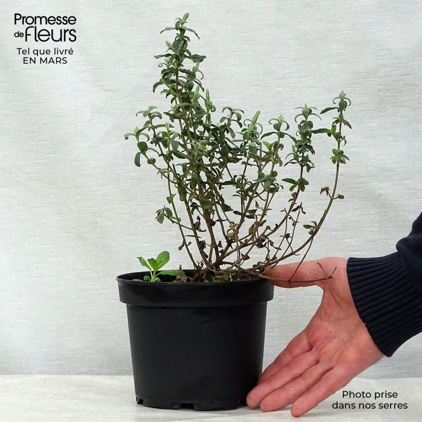 Exemplar von Halimiocistus wintonensis Merrist Wood Cream - Hybrid-Zistrose Topf mit 2L/3L wie im Frühjahr geliefert