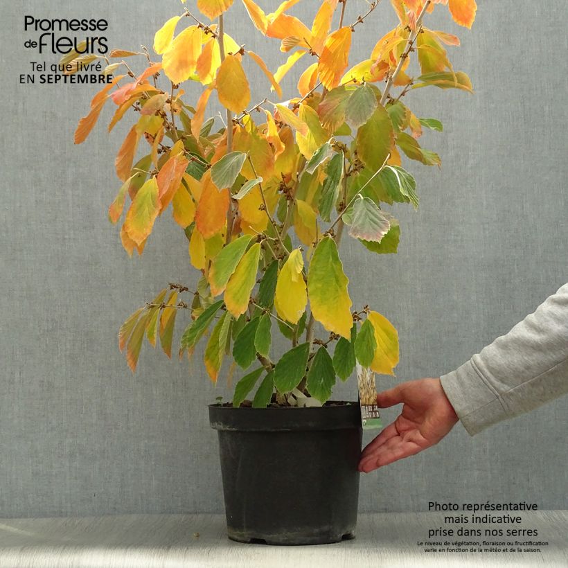 Exemplar von Zaubernuss Arnold Promise - Hamamelis intermedia Topf mit 4L/5L wie im Herbst geliefert