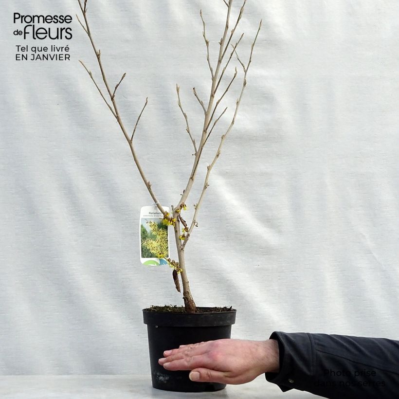 Exemplar von Zaubernuss Arnold Promise - Hamamelis intermedia Topf mit 4L/5L wie im Winter geliefert