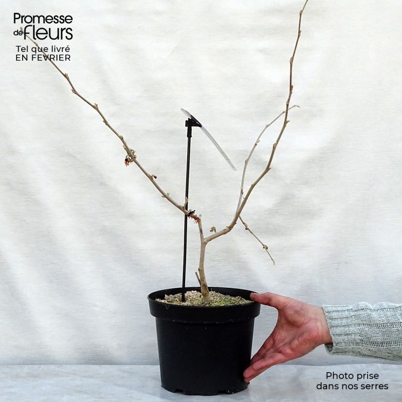 Exemplar von Zaubernuss Diane - Hamamelis intermedia Topf mit 4L/5L wie im Winter geliefert