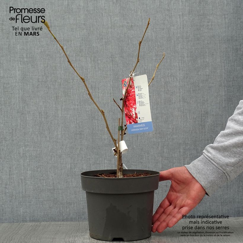 Exemplar von Zaubernuss Ruby Glow - Hamamelis intermedia Topf mit 4L/5L wie im Winter geliefert