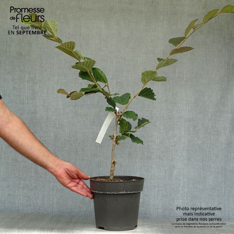 Exemplar von Frühlings-Zaubernuss Washington Park - Hamamelis vernalis Topf mit 4L/5L wie im Herbst geliefert