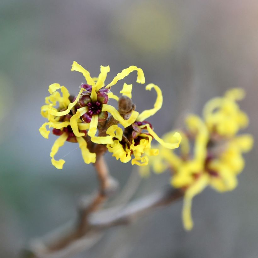 Virginische Zaubernuss - Hamamelis virginiana (Blüte)