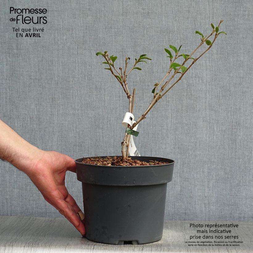 Exemplar von Zaubernuss Aphrodite - Hamamelis intermedia Topf mit 3L/4L wie im Frühjahr geliefert