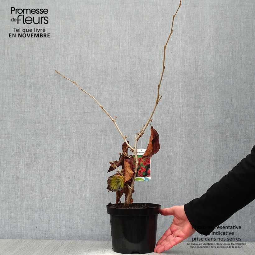 Exemplar von Zaubernuss Jelena - Hamamelis intermedia Topf mit 2L/3L wie im Herbst geliefert