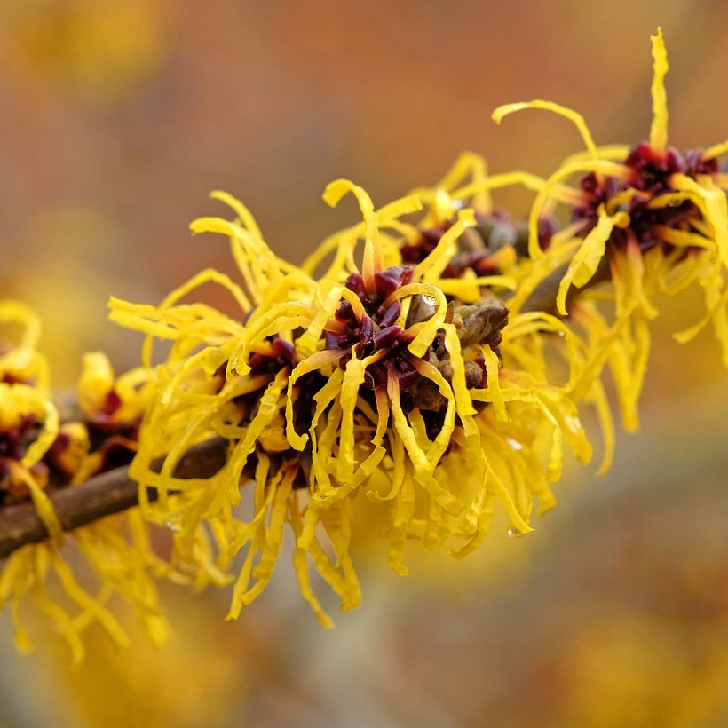 Zaubernuss Barmstedt Gold - Hamamelis intermedia (Blüte)