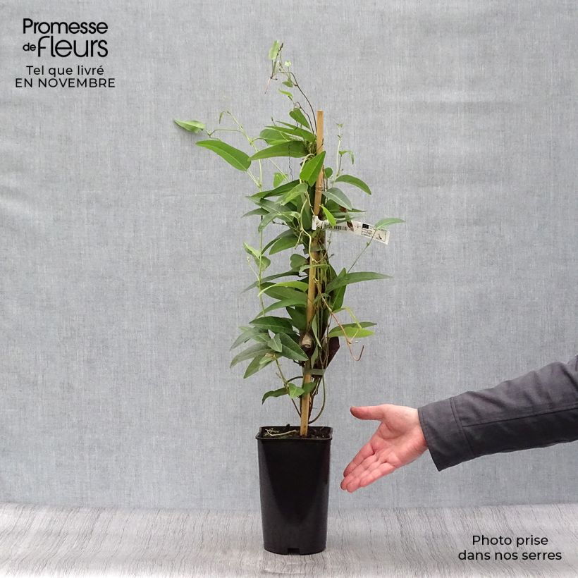 Exemplar von Hardenbergia violacea - Purpurerbse Topf mit 2L/3L wie im Herbst geliefert