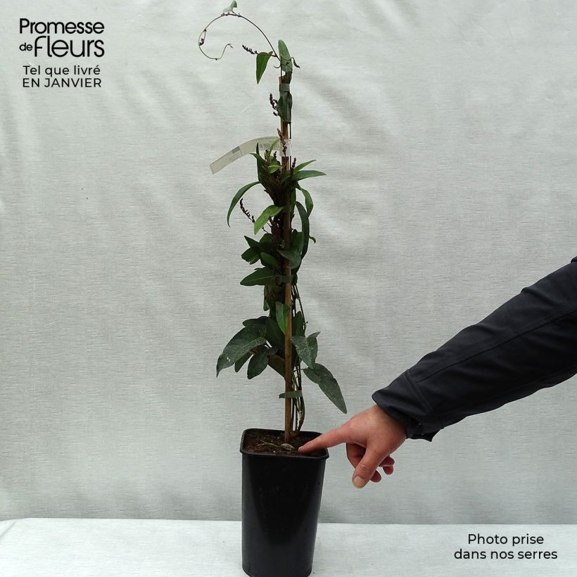 Exemplar von Hardenbergia violacea - Purpurerbse Topf mit 2L/3L wie im Winter geliefert