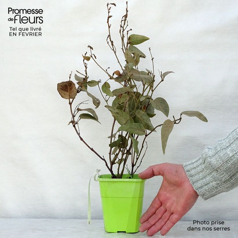 Exemplar von Hardenbergia violacea Regent - Purpurerbse Topf mit 1L/1,5L wie im Winter geliefert