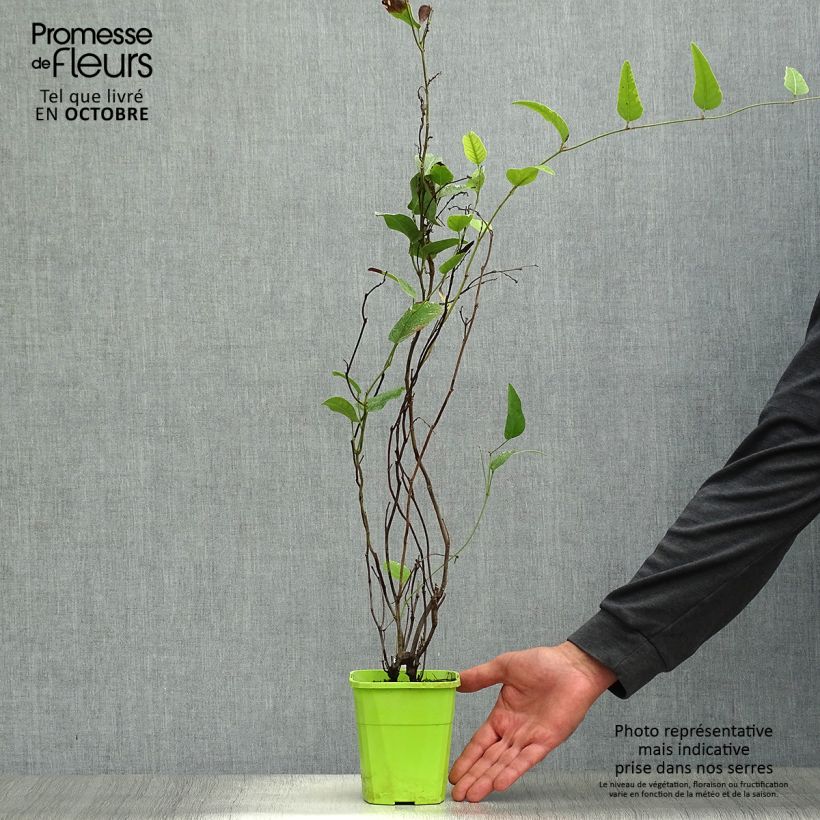 Exemplar von Hardenbergia violacea Regent - Purpurerbse Topf mit 1L/1,5L wie im Herbst geliefert
