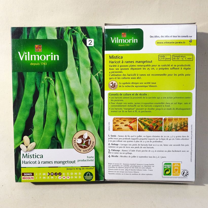 Beispiel eines Exemplars von Stangenbohne Mistica - Vilmorin Samen wie geliefert