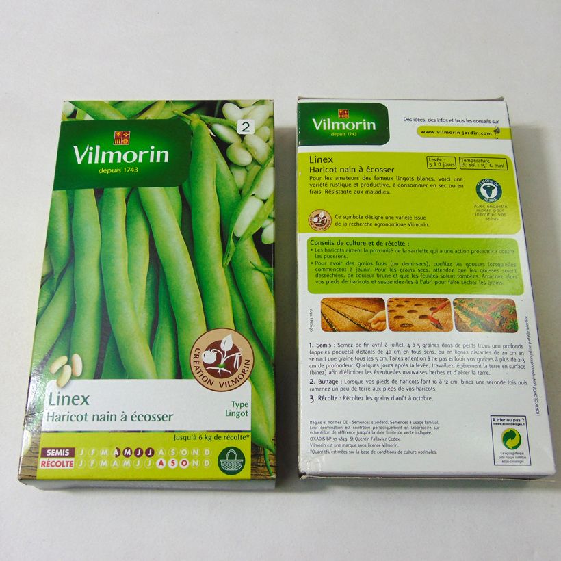 Beispiel eines Exemplars von Zwergbohne Linex - Vilmorin die Tüte mit 400 Samen (200g) wie geliefert