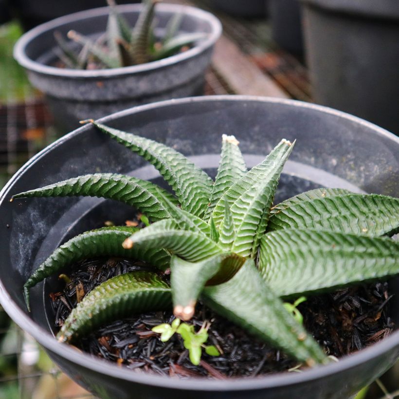 Haworthia limifolia (Wuchs)