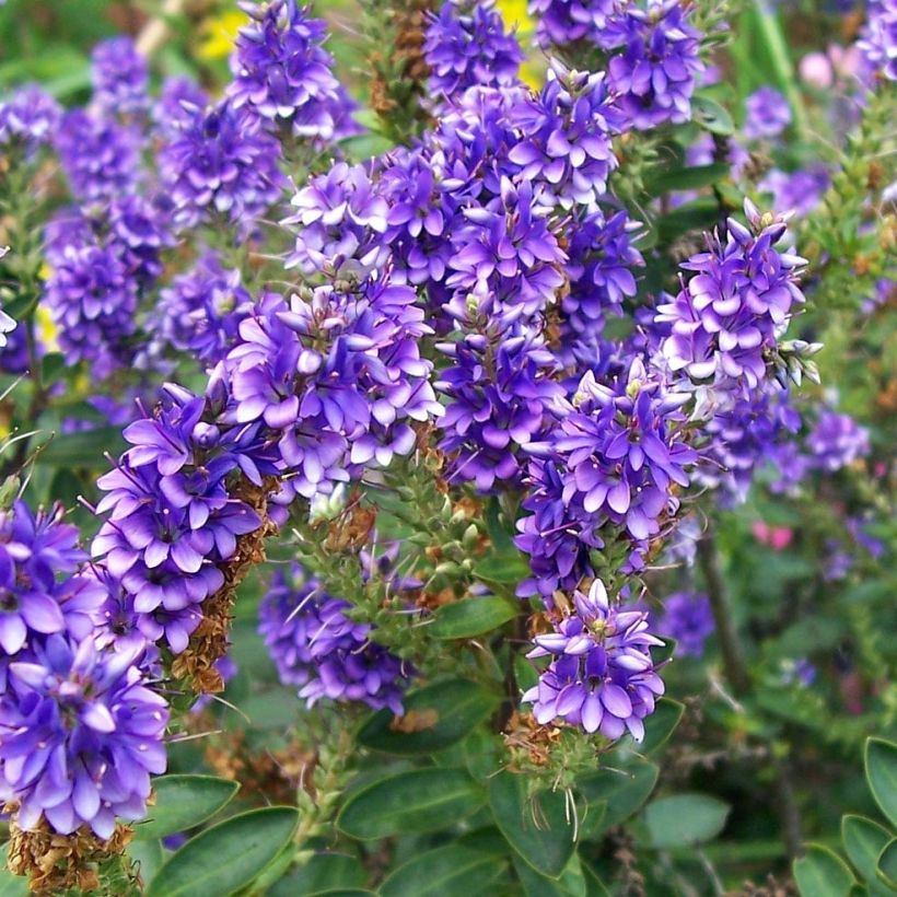 Hebe Autumn Glory - Strauchveronika (Blüte)