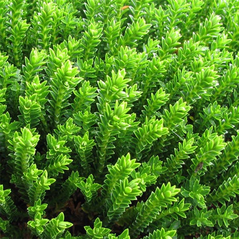 Hebe Emerald Green - Strauchveronika (Laub)