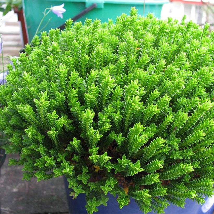 Hebe Emerald Green - Strauchveronika (Hafen)