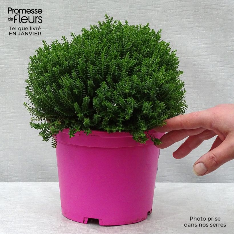 Exemplar von Hebe Green Globe - Strauchveronika Topf mit 1,5L/2L wie im Winter geliefert