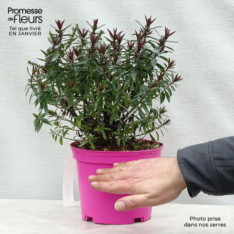 Exemplar von Hebe Raspberry Ripple - Strauchveronika Topf mit 2L/3L wie im Winter geliefert