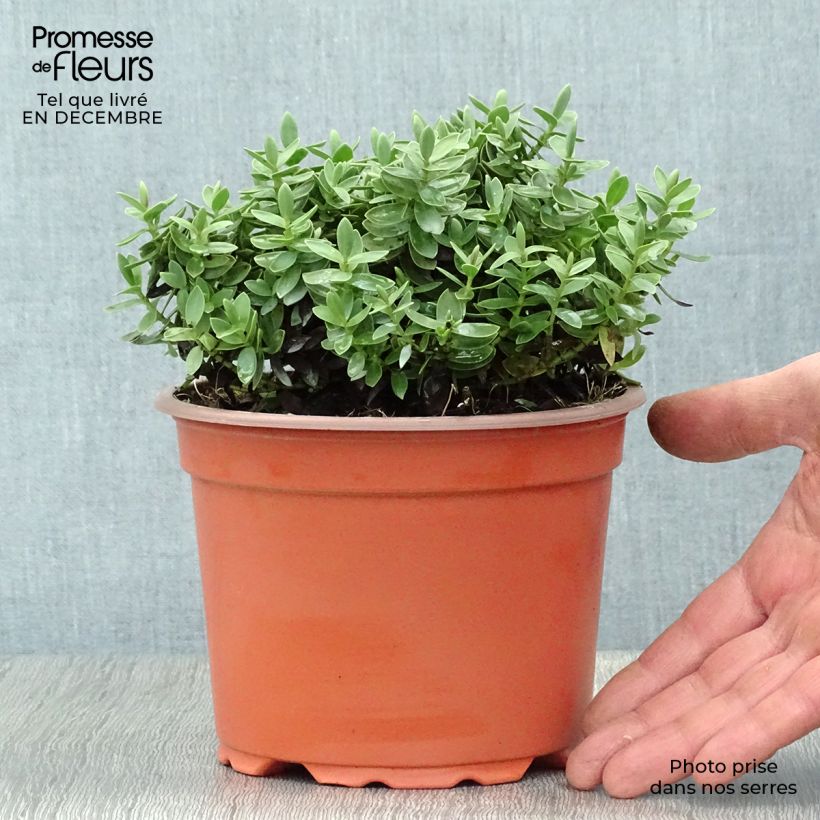 Exemplar von Hebe albicans Red Edge - Strauchveronika Topf mit 2L/3L wie im Winter geliefert