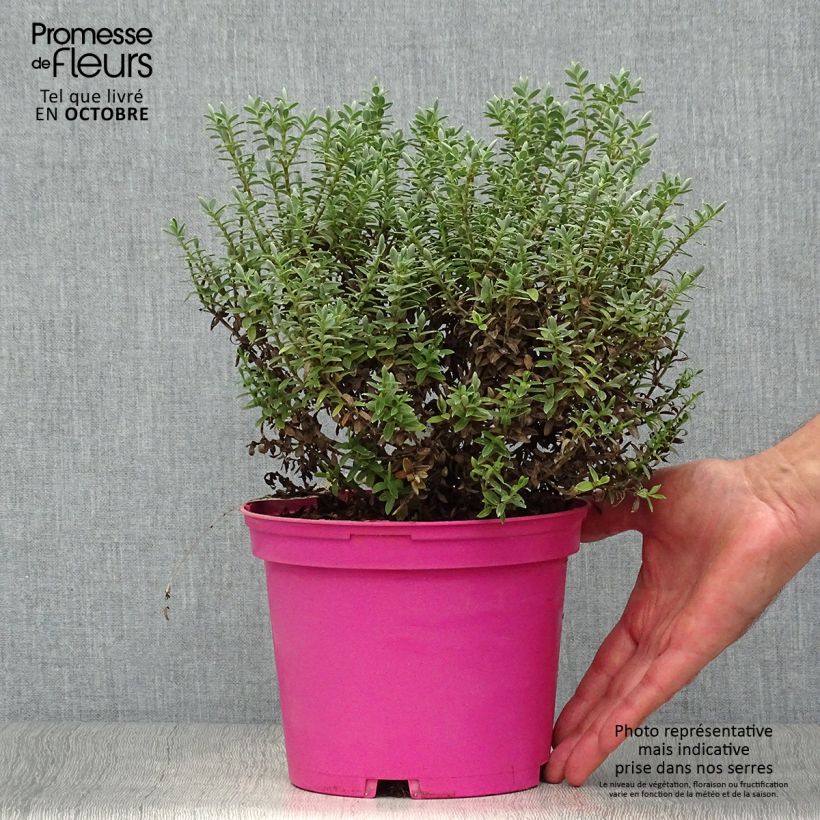 Exemplar von Hebe pinguifolia Sutherlandii - Strauchveronika Topf mit 2L/3L wie im Herbst geliefert