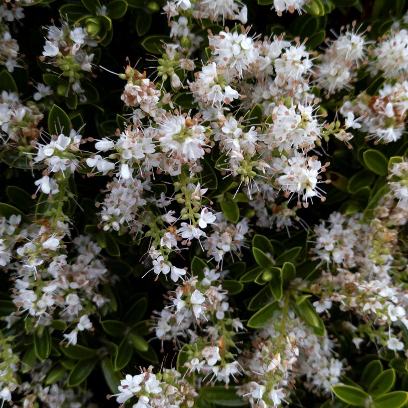 Hebe pinguifolia Sutherlandii - Strauchveronika (Blüte)