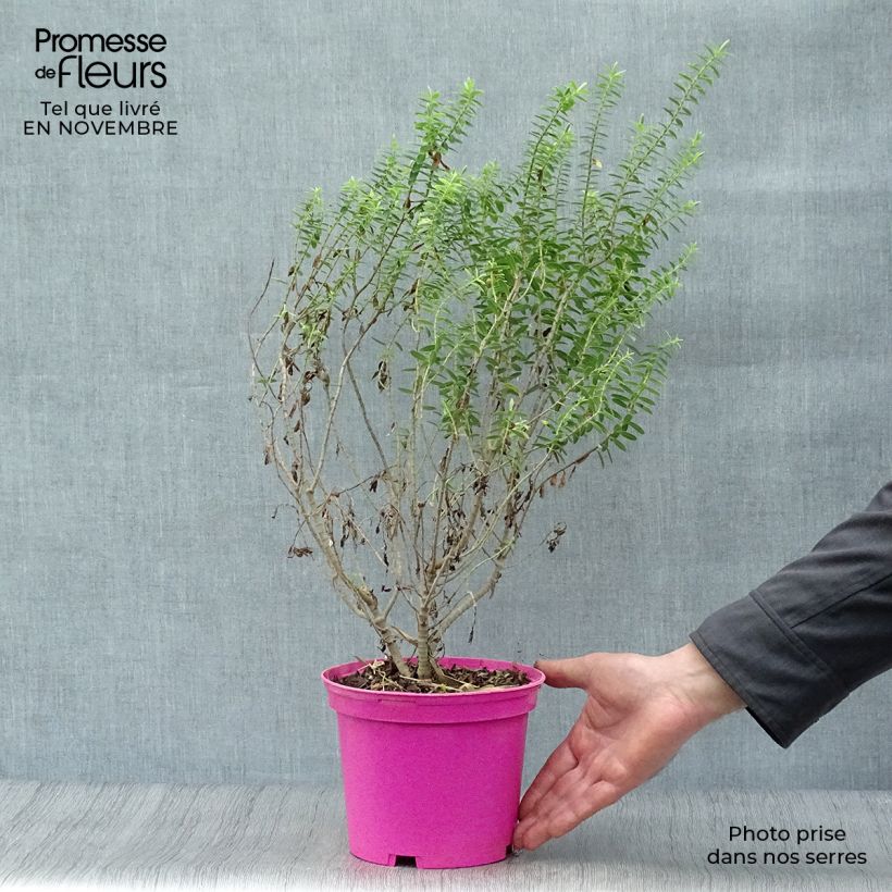 Exemplar von Hebe brachysiphon - Strauchveronika Topf mit 2L/3L wie im Herbst geliefert