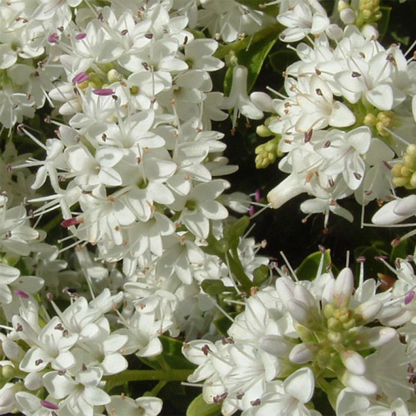 Hebe vernicosa - Strauchveronika (Blüte)