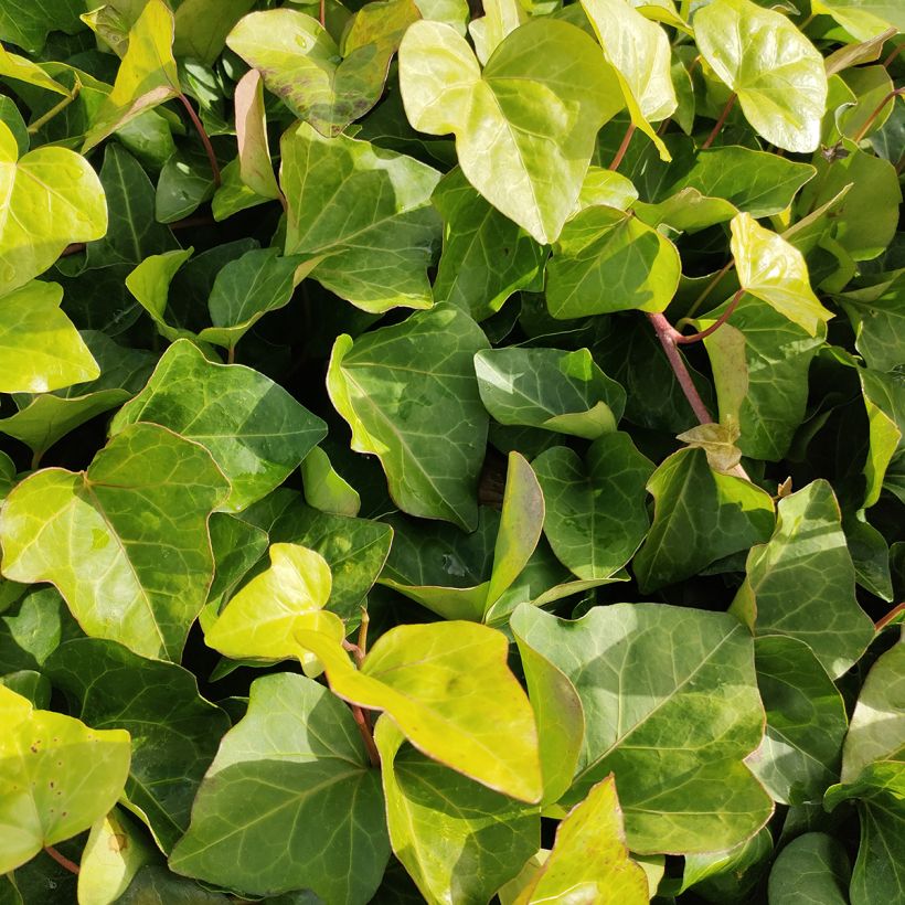 Hedera algeriensis - Algerischer Efeu (Laub)