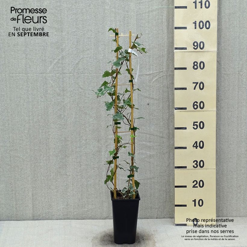 Exemplar von Efeu Eva - Hedera helix Topf mit 2L/3L wie im Herbst geliefert