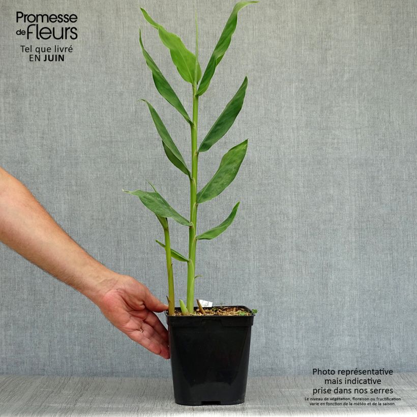Exemplar von Hedychium Dixter - Schmetterlingsingwer Topf mit 3L/4L wie im Sommer geliefert