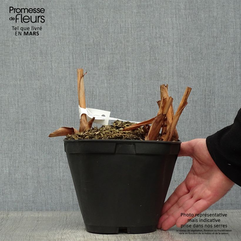 Exemplar von Hedychium coronarium Elizabeth - Schmetterlingsingwer Topf mit 3L/4L wie im Frühjahr geliefert