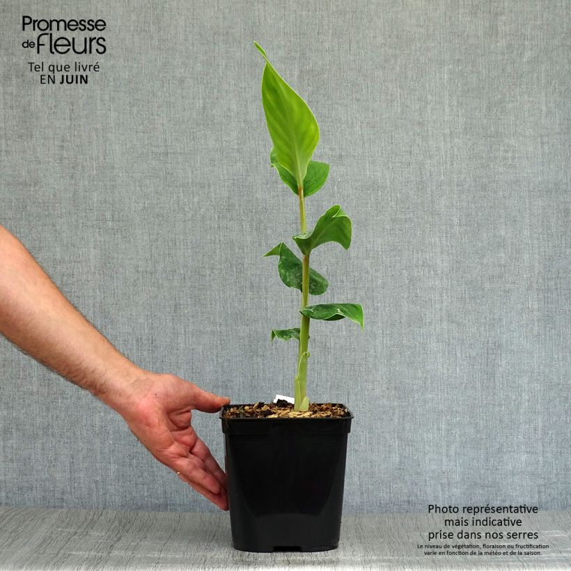 Exemplar von Schmetterlingsingwer - Hedychium gardnerianum Topf mit 2L/3L wie im Sommer geliefert