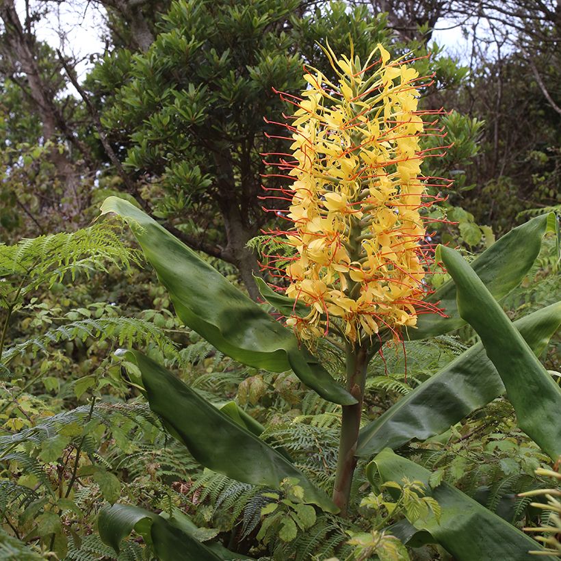 Schmetterlingsingwer - Hedychium gardnerianum (Hafen)