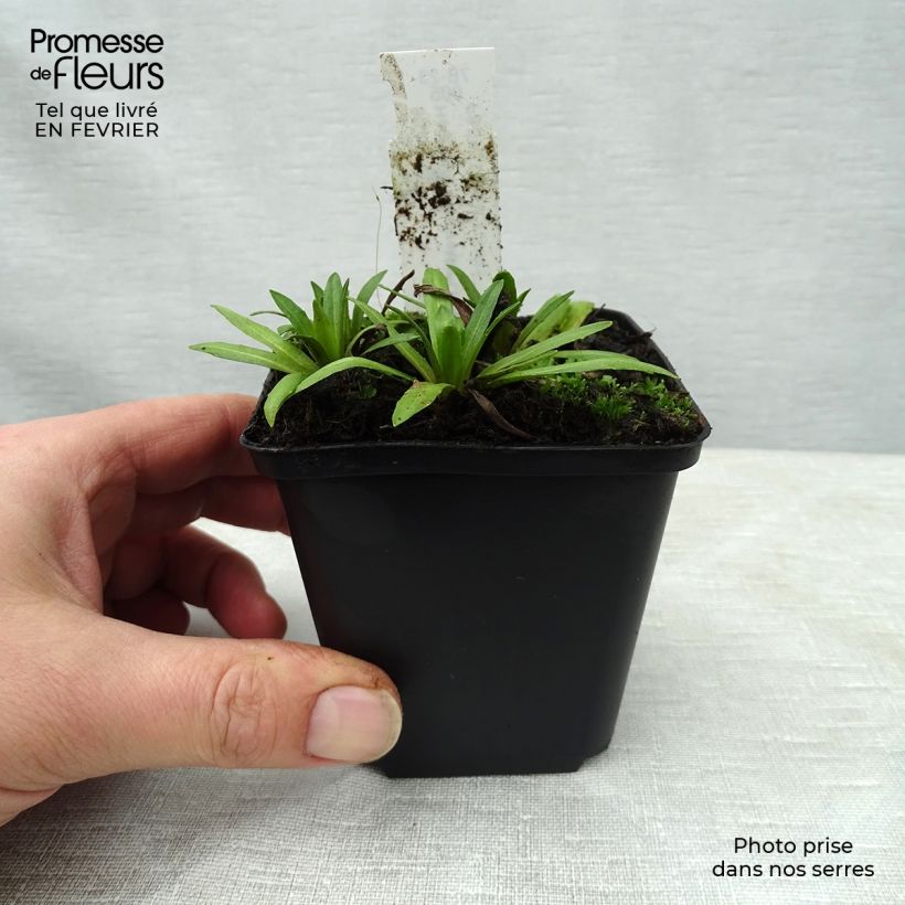 Exemplar von Sonnenbraut Baudirektor Linne - Helenium Kleine Töpfe von 8/9 cm wie im Winter geliefert