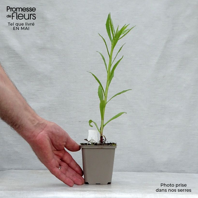 Exemplar von Sonnenbraut Double Trouble - Helenium Kleine Töpfe von 8/9 cm wie im Frühjahr geliefert